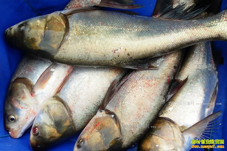 ����ϴ��ʻ�ˮ��Ʒ�۸��ͦ