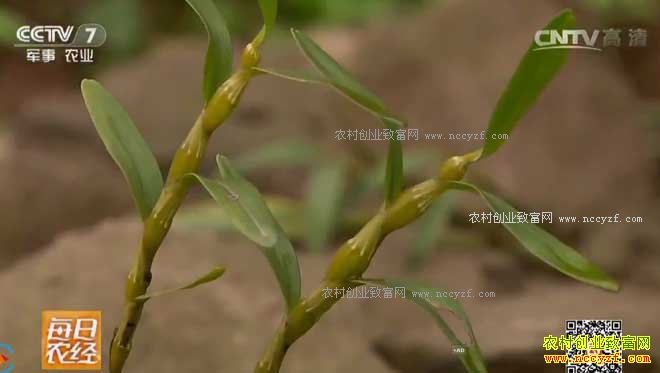 [ÿ��ũ��]����ʯͷ�ϸ�ֵǮ�Ľ���ʯ�� 20170214