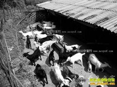 ���쿪����������������ֹ�������ʮ��Ԫ