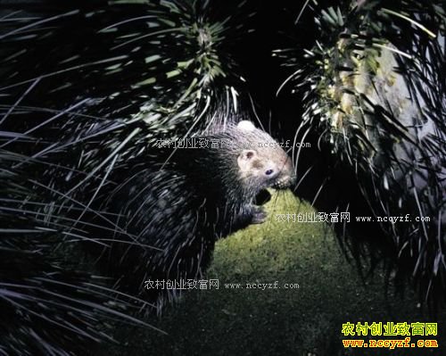 ������Ч����Σ������������ͳ�������1ͷ����1������2000Ԫ����