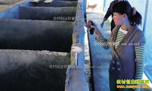 ������Ч����Σ������������ͳ�������1ͷ����1������2000Ԫ����