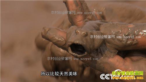 �¸�������ǿŮ�� ������Գ�ǧ��� (201602013)