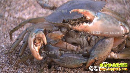 �¸�������ǿŮ�� ������Գ�ǧ��� (201602013)