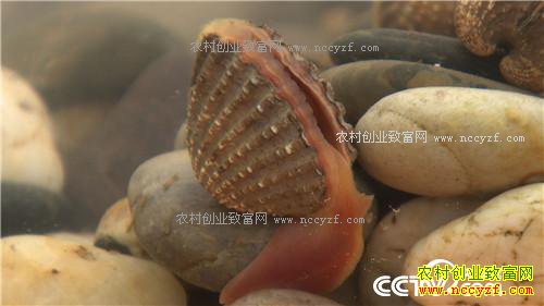 �¸�������ǿŮ�� ������Գ�ǧ��� (201602013)