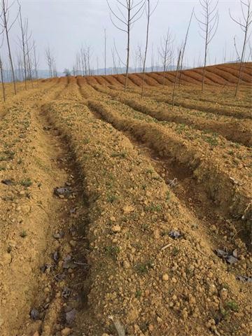 2017����ҩ��̫�Ӳμ۸����鼰����Ԥ��