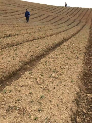 2017����ҩ��̫�Ӳμ۸����鼰����Ԥ��