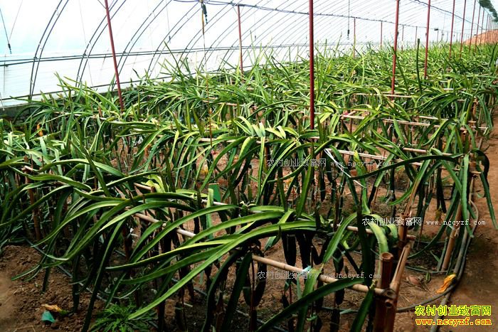 ��������������÷������ֲ������2000���������Ԫ