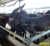 2017����¿׬Ǯ��ɽ����¿��ֳǰ������¿��ҵ����