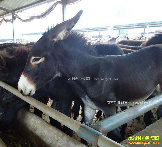 2017����¿׬Ǯ��ɽ����¿��ֳǰ������¿��ҵ����