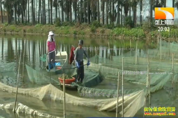 ��ֳ�¸���Ŀ�����������̬��ֳ��зЧ���