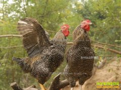 ���ɹ�ͻȪ��л������ֳ200ֻ«������׬1.5��Ԫ