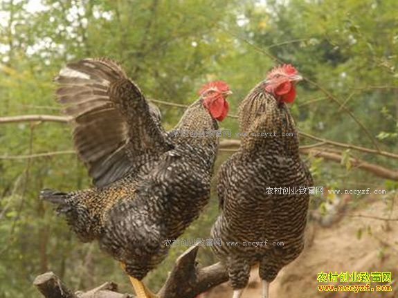 ���ɹ�ͻȪ��л������ֳ200ֻ«������׬1.5��Ԫ