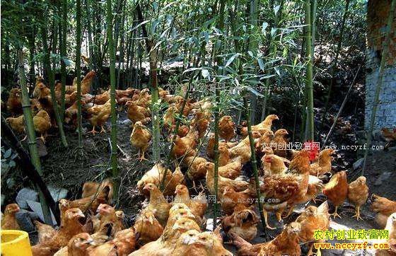 ���ն�̨��ѧ����ٸߺ��Ǵ�ҵ�����������¸�