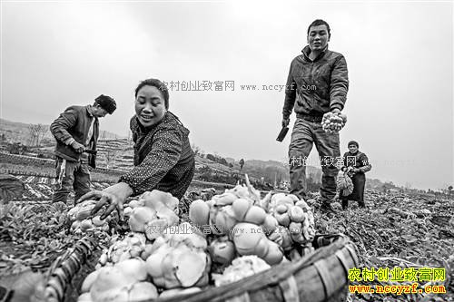 ����ᶼ�ؽ������ͷ�۸�� ÿ����0.9Ԫ