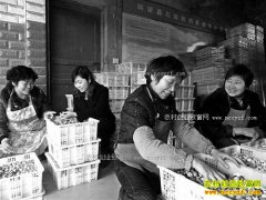 ����ͭ����������ֳ���ȳ�ũ���¸�����Ŀ