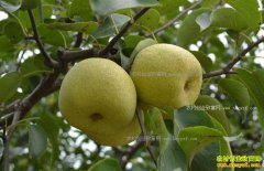 ɽ��������ţ�ġ��̹پ�ţ����������̬���¸�