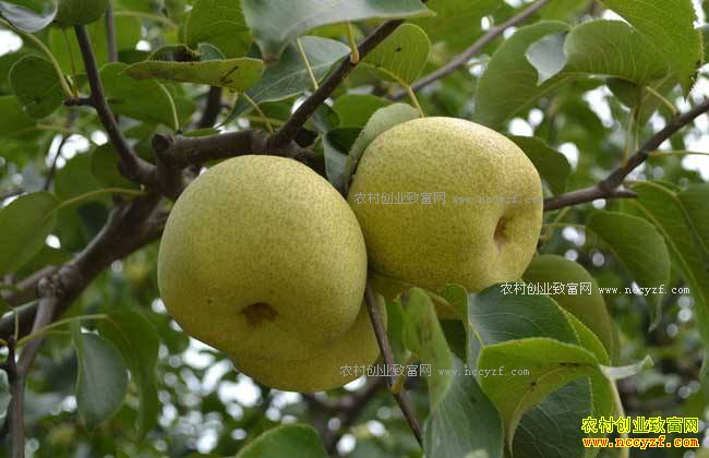 ɽ��������ţ�ġ��̹پ�ţ����������̬���¸�