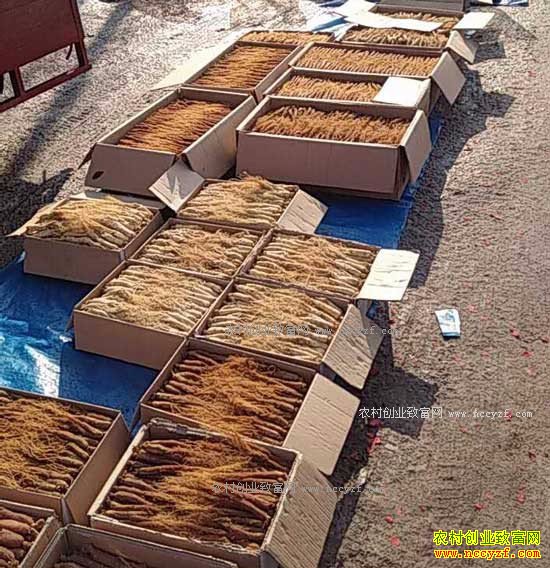 2017���ϰ����˲μ۸�Ԥ�⣺�˲����齫������̬��