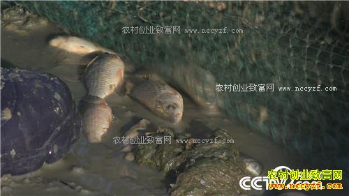 һ��2000�� ��ƾɶ��׬10��Ǯ