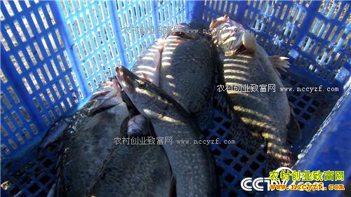 һ��2000�� ��ƾɶ��׬10��Ǯ