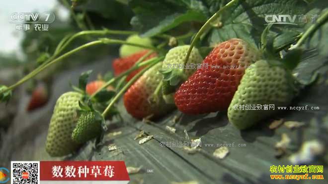 [�Ƽ�Է]�����ֲ�ݮ 20170214