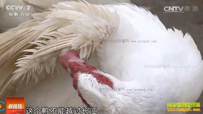 [�Ƽ�Է]����ķ�Ѽ������ô�� ���հ������ǿ����Ѽ��Ƶ