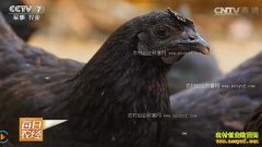 [ÿ��ũ��]����������ɽ��ˮ����ڼ���ֳЧ���