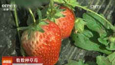 [�Ƽ�Է]���ճ�������������ֲ�ݮЧ���