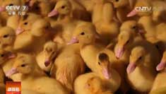 [�Ƽ�Է]����ķ�Ѽ������ô�� ���հ������ǿ����Ѽ��Ƶ