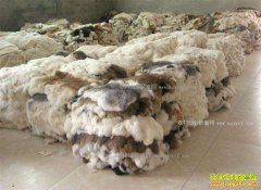 2017��2��17�պӱ��д�Ƥë�г�̡��Ƥ����۸�