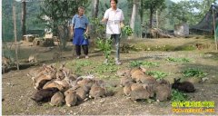 Ұ���ܼ�����Ұ���˹���ֳǰ�����г��������