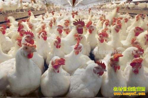 ��������������ҵ���� ���۸��� ��ֳ���಻����