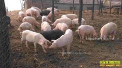 �������䣺��������ι������̬����