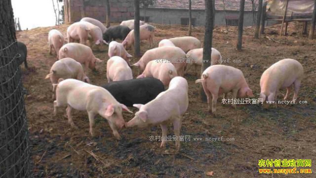 �������䣺��������ι������̬����