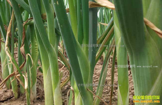 ����������м۸��µ��ı�����Ҫԭ��