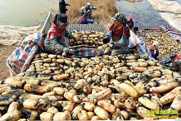 ɽ��������Ź���ƺ�̲Ϳ��ֲ��ź�˾���������ǧԪ