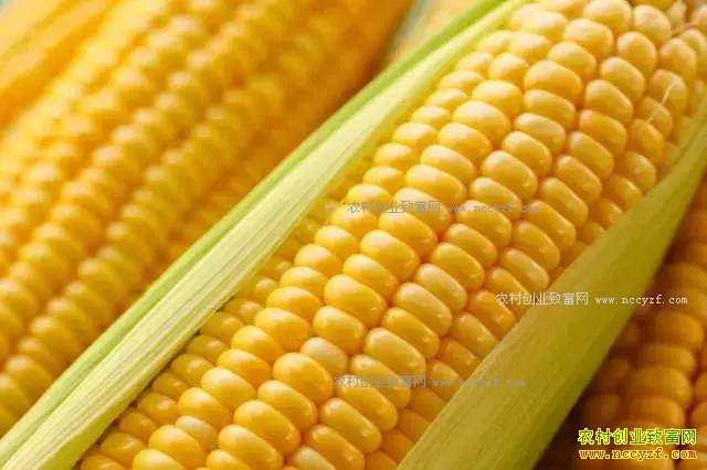 2017����ɶ��׬Ǯ��ר��Ϊ���Ƽ���Щ��ֲ�¸���Ŀ