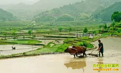 2017����ɶ��׬Ǯ��ר��Ϊ���Ƽ���Щ��ֲ�¸���Ŀ