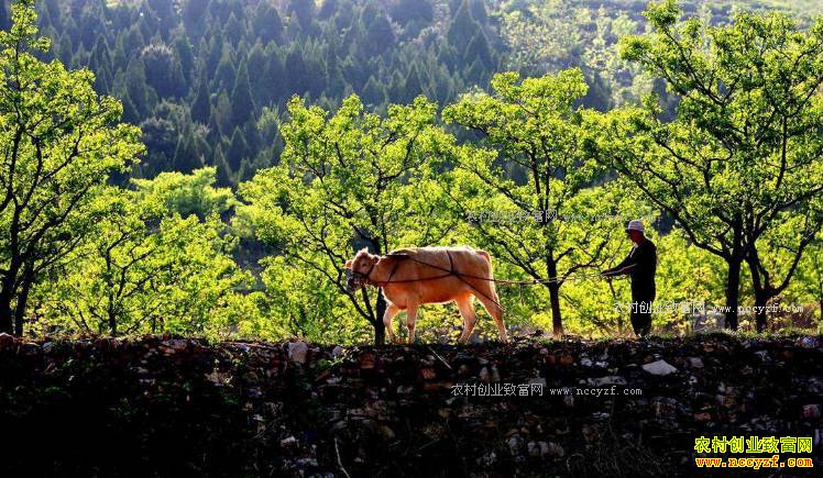 2017����ɶ��׬Ǯ��ר��Ϊ���Ƽ���Щ��ֲ�¸���Ŀ