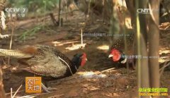 [ũ�����]�����ϲ�¬�»���ֳ��ȸ��ɽ����ҵ�¸���Ƶ