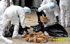 ��ֳ����������H7N9��������Ѽ�컹�ܳ���