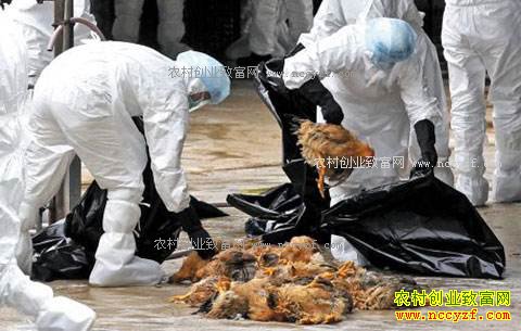 ��ֳ����������H7N9��������Ѽ�컹�ܳ���