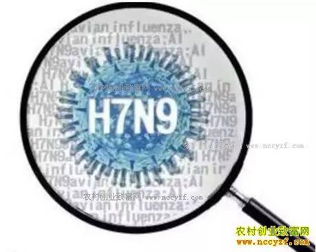 ��ֳ����������H7N9��������Ѽ�컹�ܳ���