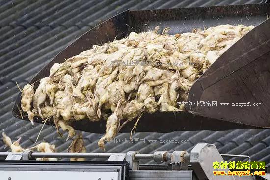 �����С���Ű���⼦��ֳҵ δ���⼦��ֳǰ��������