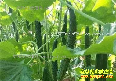 2017���߲˼۸�Ԥ�⣺���������������������۸�Ҫ��