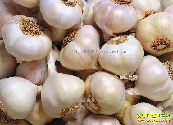 2017���߲˼۸�Ԥ�⣺���������������������۸�Ҫ��