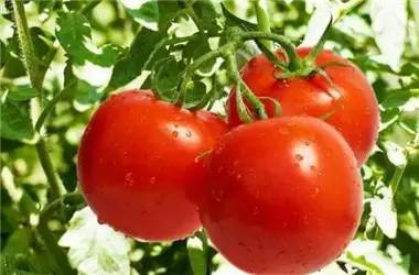 2017���߲˼۸�Ԥ�⣺���������������������۸�Ҫ��