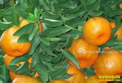 �㶫��Զ�ư�ǿ��ֲɳ����16�� ����200��