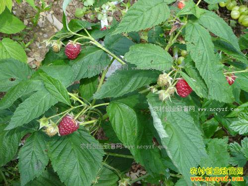 2017�����ũ���ʲô��׬Ǯ-��ݮ��ֲ