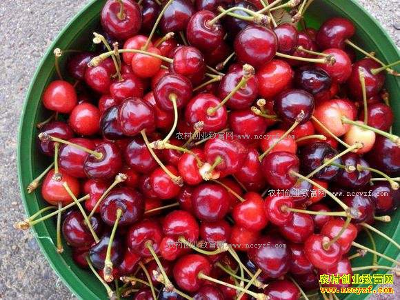 2017�����ũ���ʲô��׬Ǯ-��ֲӣ��������